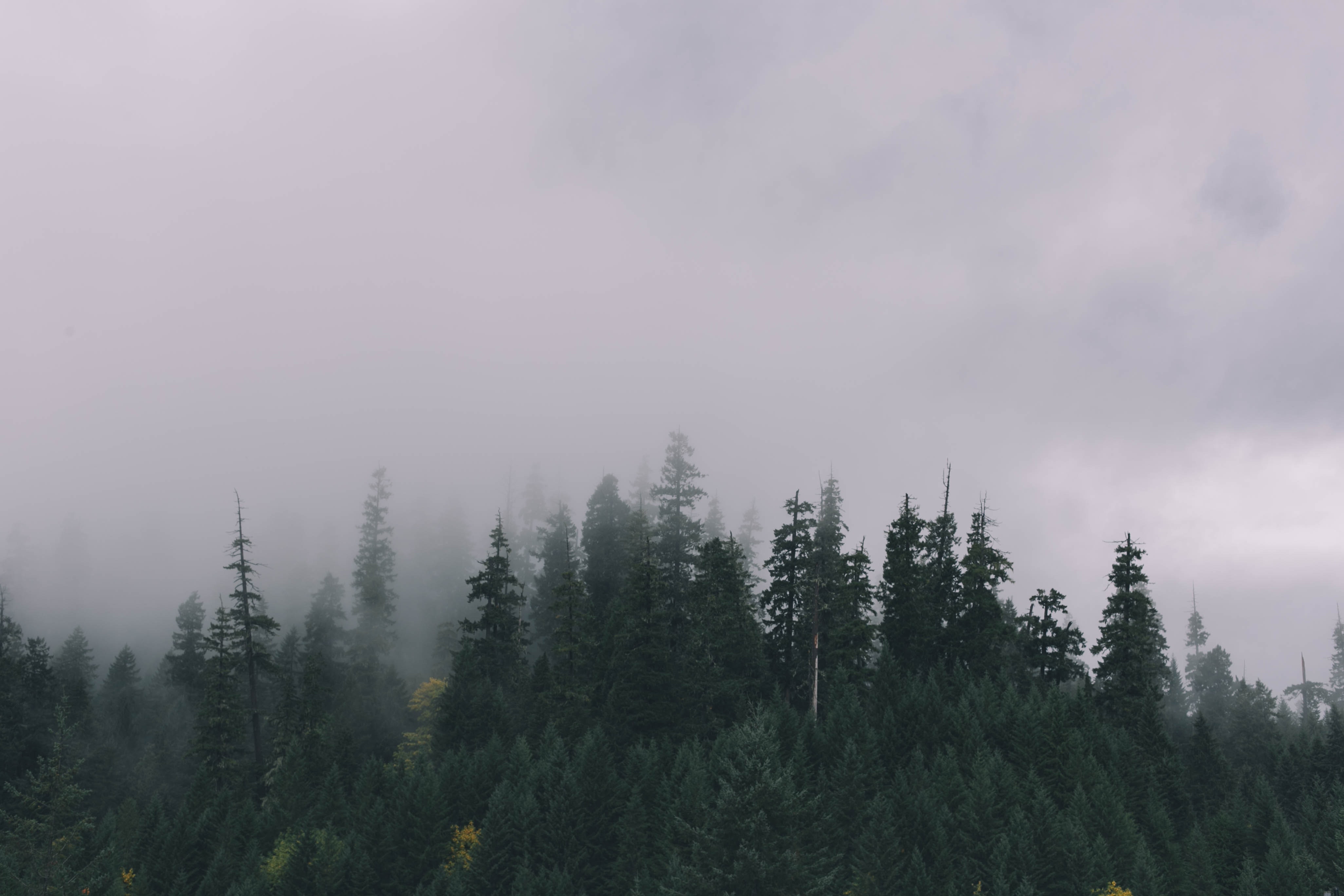 Сохры лес в тумане