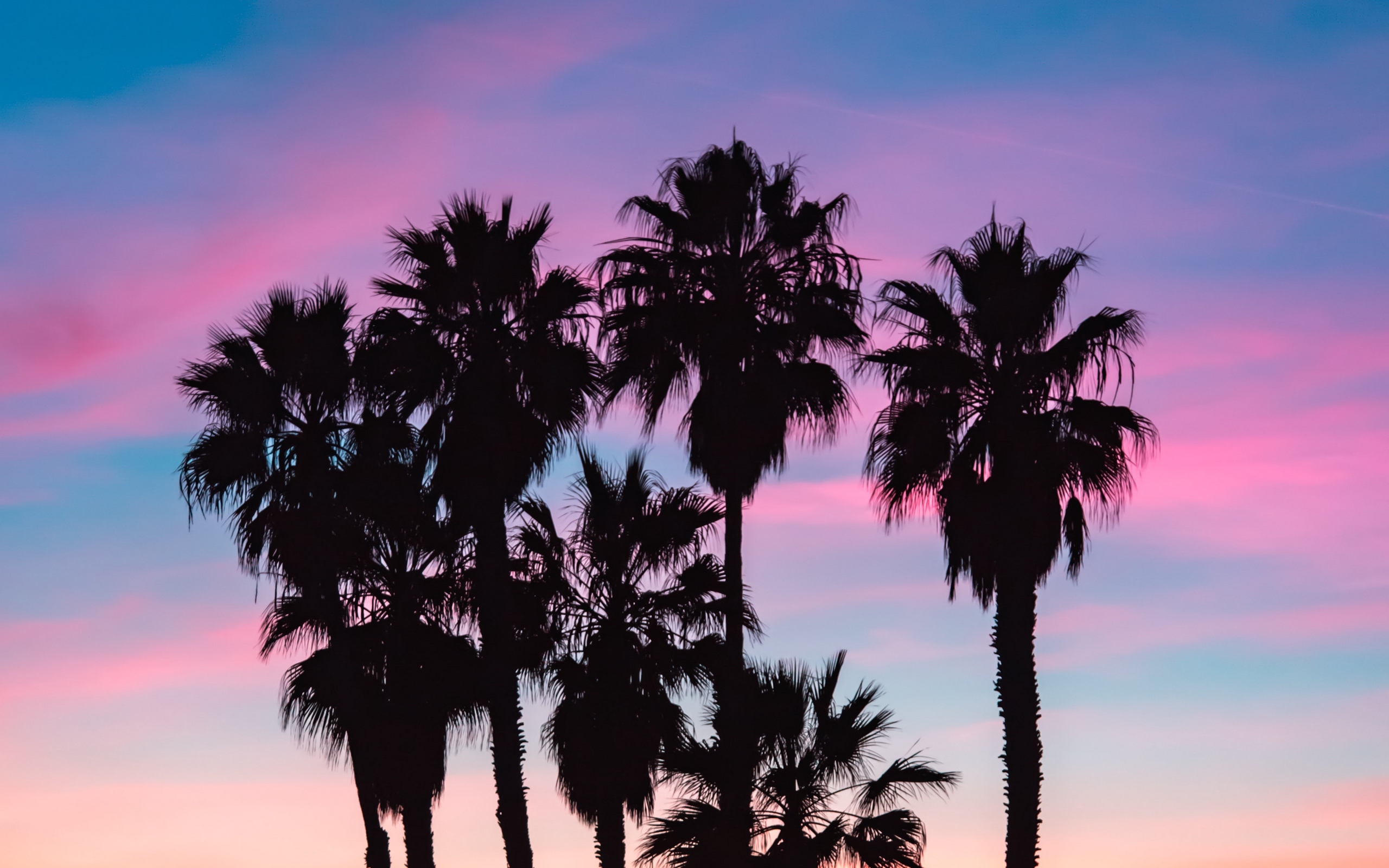 Картинка palm angeles