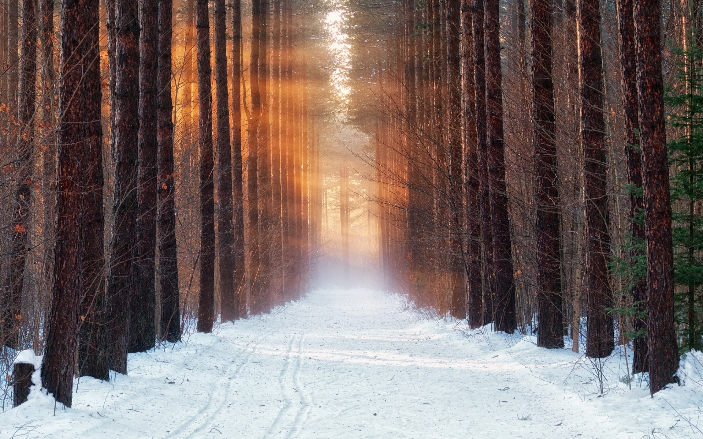 Wallpaper snow forest. Зимний лес. Зимой в лесу. Тропинка в зимнем лесу. Лес в снегу.