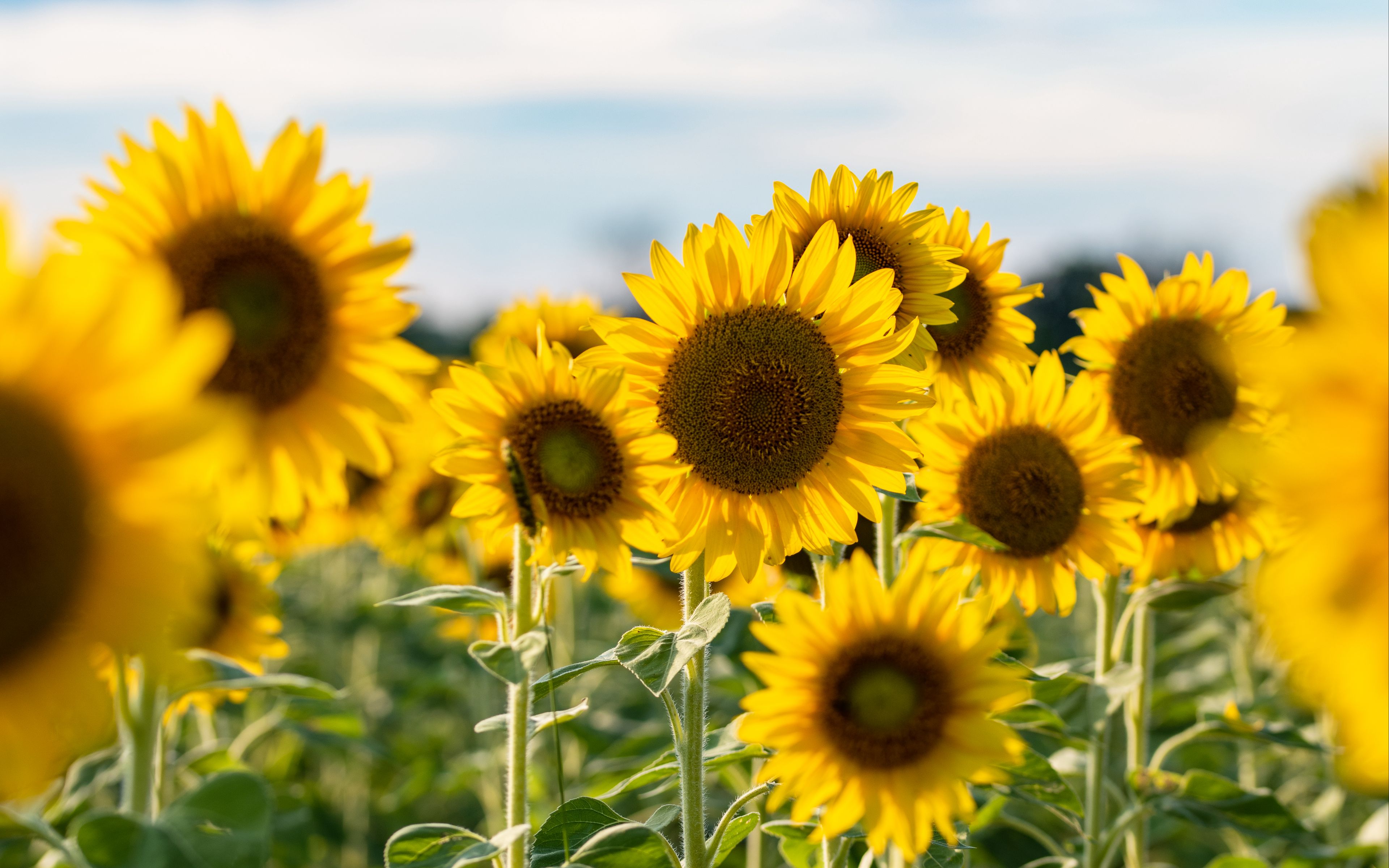 Обои семя подсолнечника, общие подсолнуха, цветок, растение, облако ...