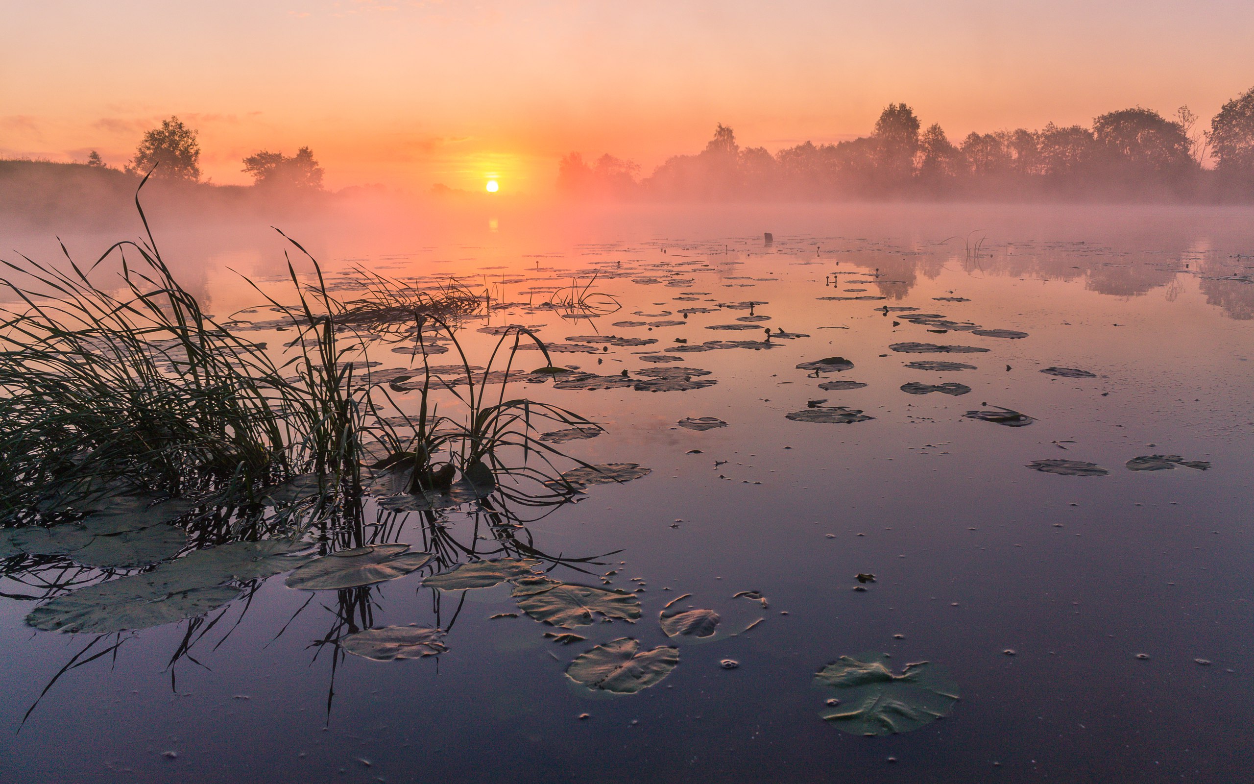 Кватро вьюн над водой