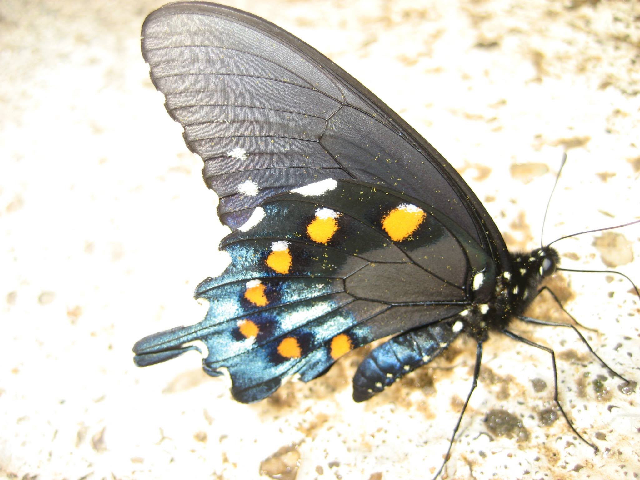 Battus philenor бабочка. Pipevine Swallowtail бабочка. Бабочка Махаон оранжевая. Ночной Махаон иллюстрация.