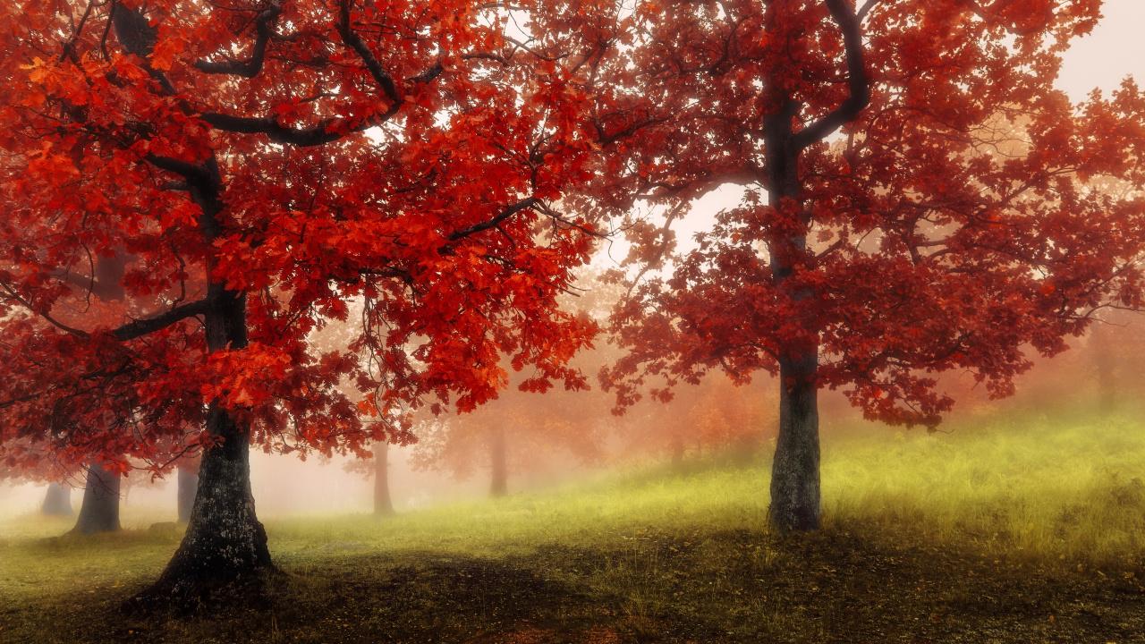 Обои природа, дерево, лист, осень, листопадные в разрешении 1280x720