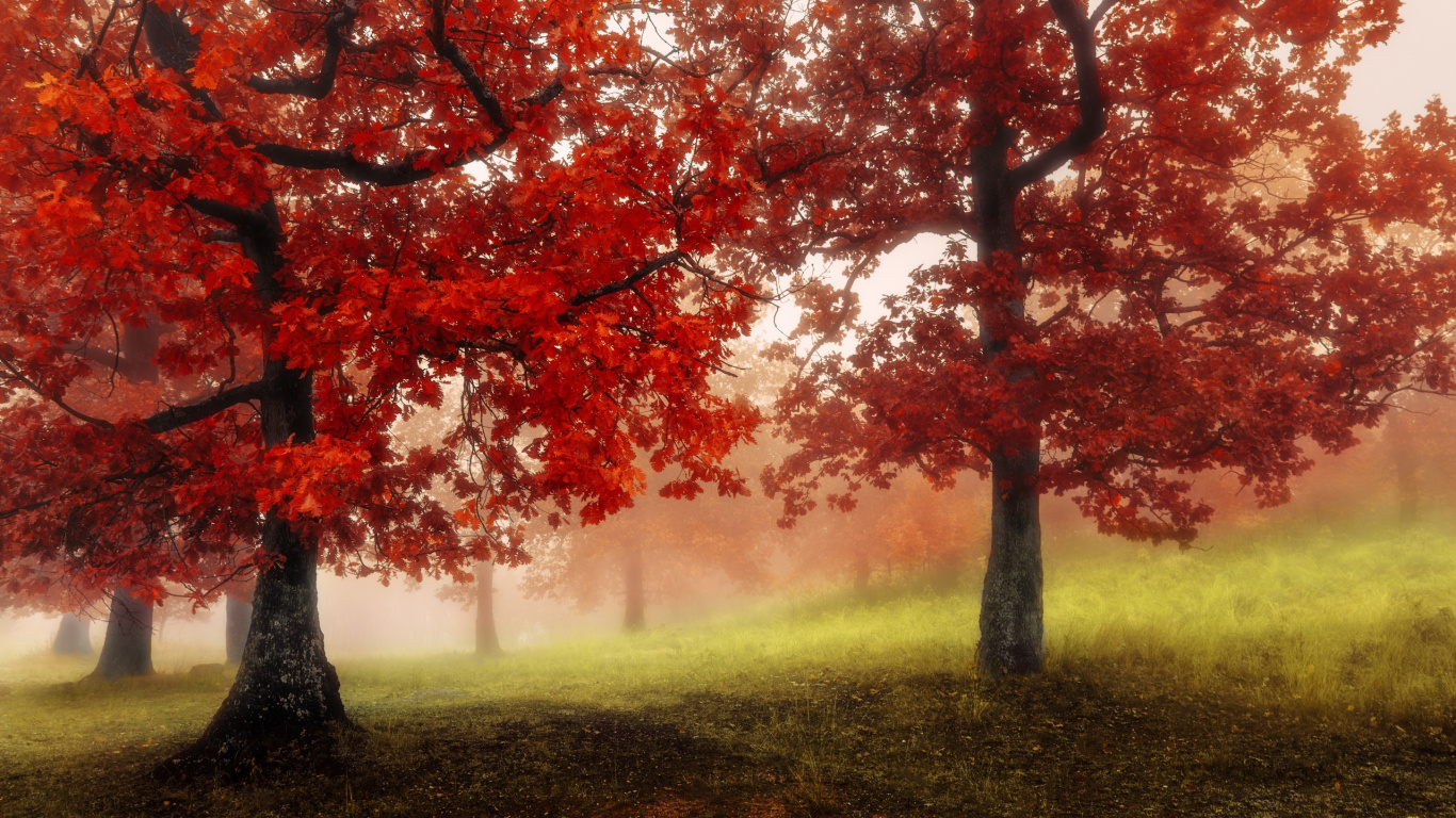 Обои природа, дерево, лист, осень, листопадные в разрешении 1366x768