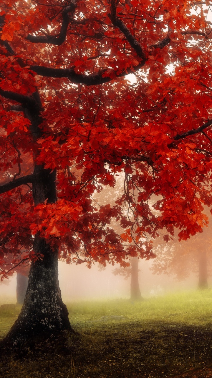 Обои природа, дерево, лист, осень, листопадные в разрешении 720x1280