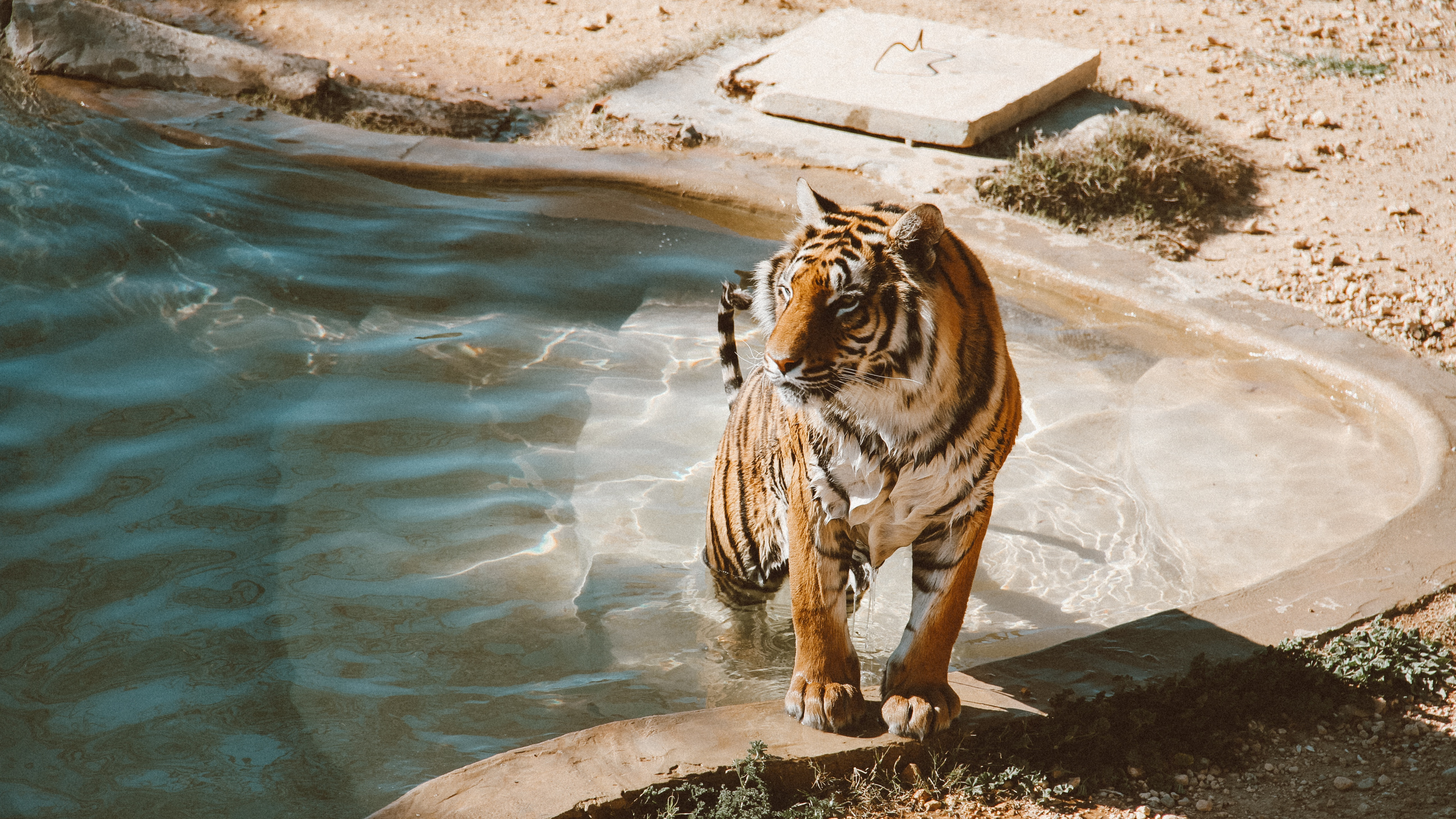 Обои кот, бенгальский тигр, большая кошка, кошачьих, хищник в разрешении 3840x2160