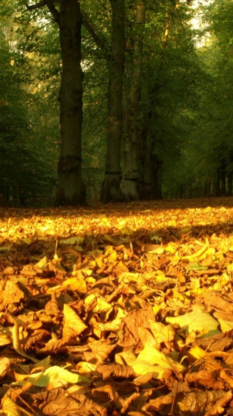 Обои природа, лист, листопадные, лесистая местность, дерево в разрешении 750x1334