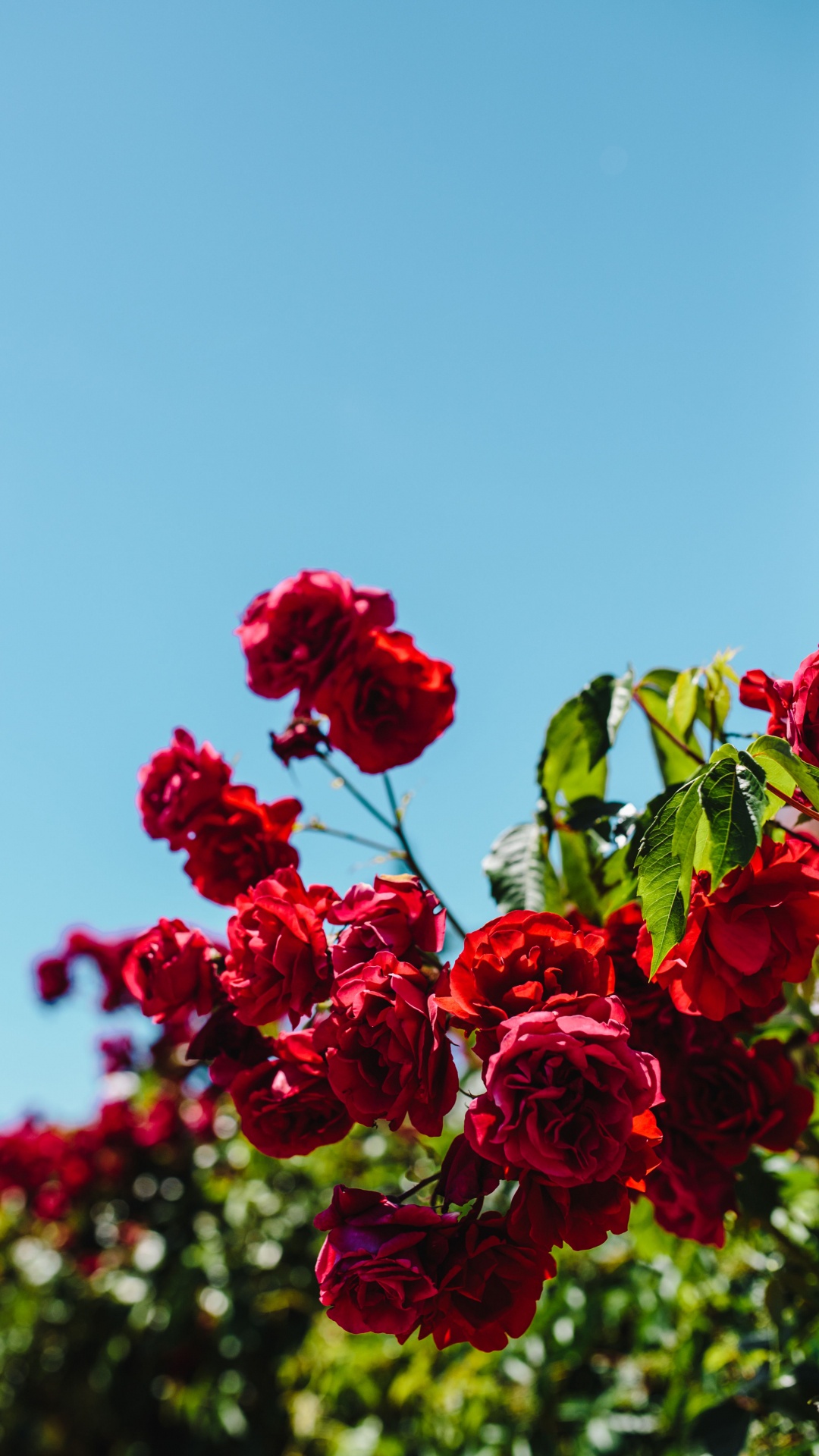 Обои лепесток, срезанные цветы, цветковое растение, красный цвет, небо в разрешении 1080x1920