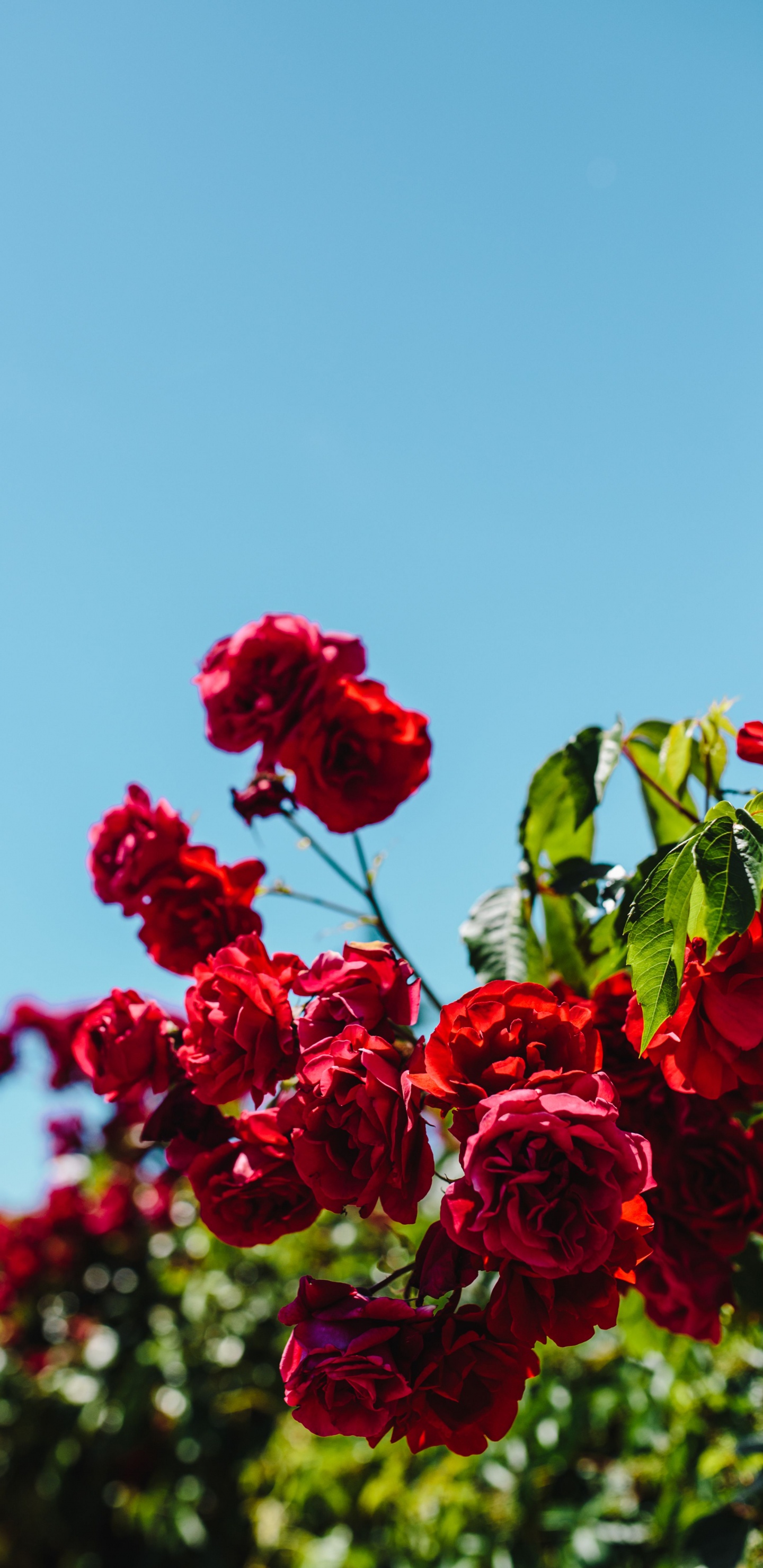 Обои лепесток, срезанные цветы, цветковое растение, красный цвет, небо в разрешении 1440x2960