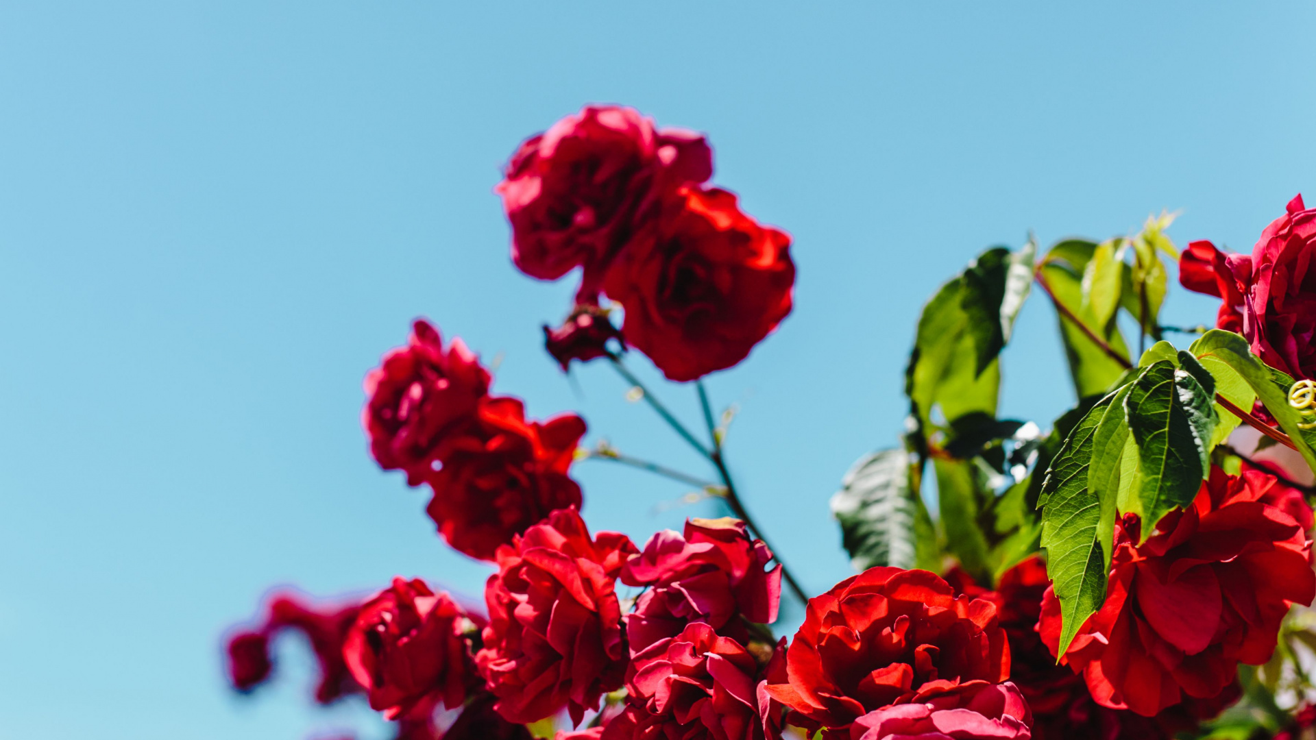 Обои лепесток, срезанные цветы, цветковое растение, красный цвет, небо в разрешении 1920x1080