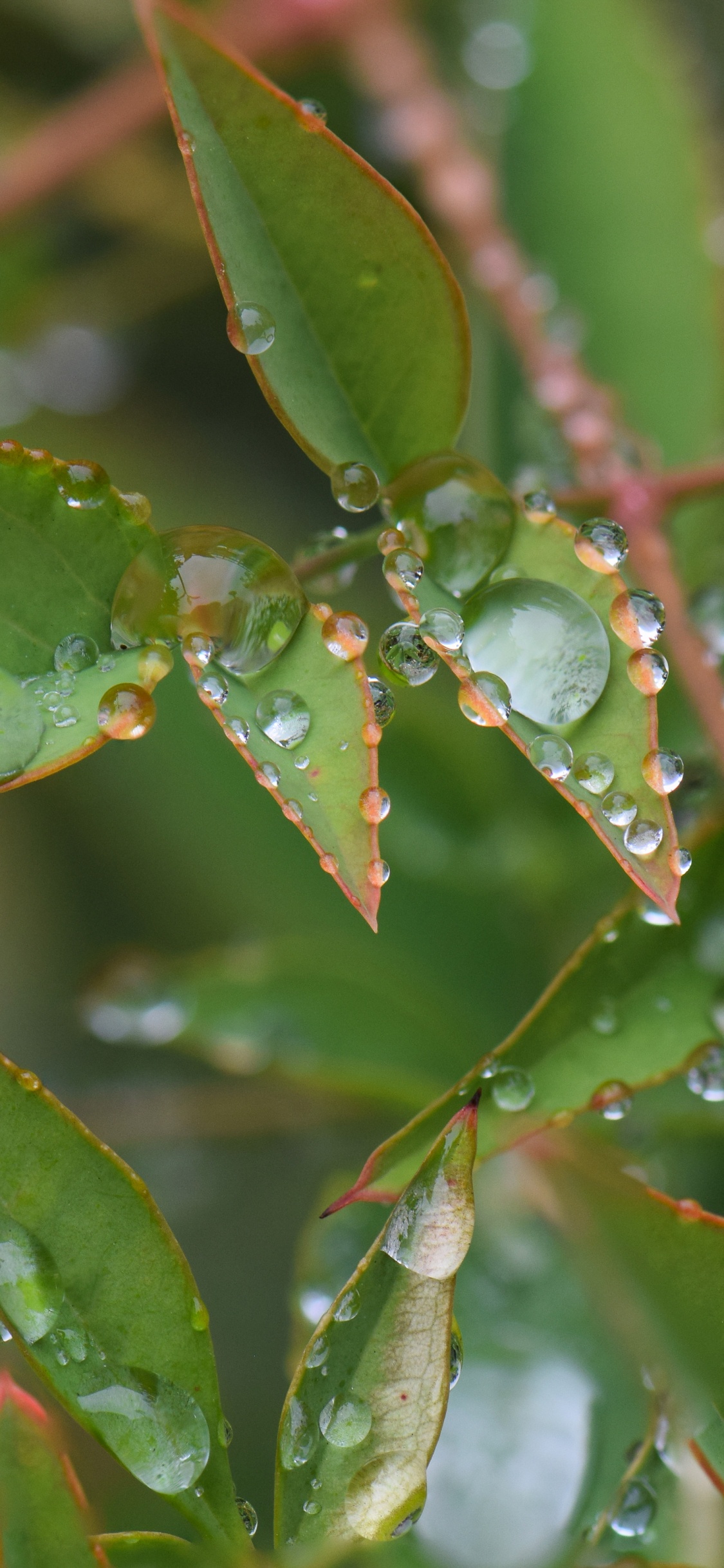 Обои лист, стебель растения, растение, вода, наземное растение в разрешении 1125x2436