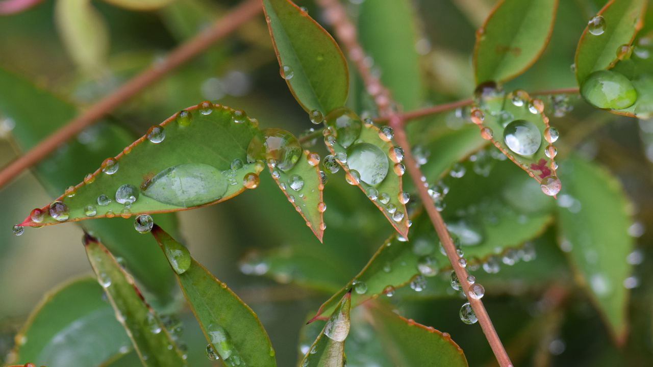 Обои лист, стебель растения, растение, вода, наземное растение в разрешении 1280x720