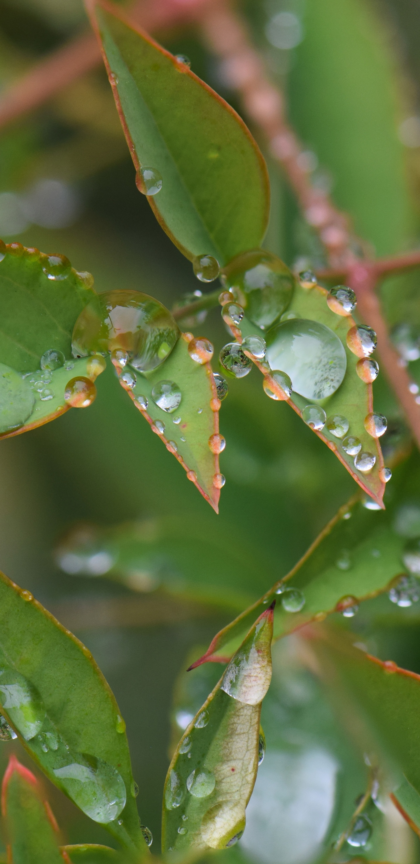 Обои лист, стебель растения, растение, вода, наземное растение в разрешении 1440x2960