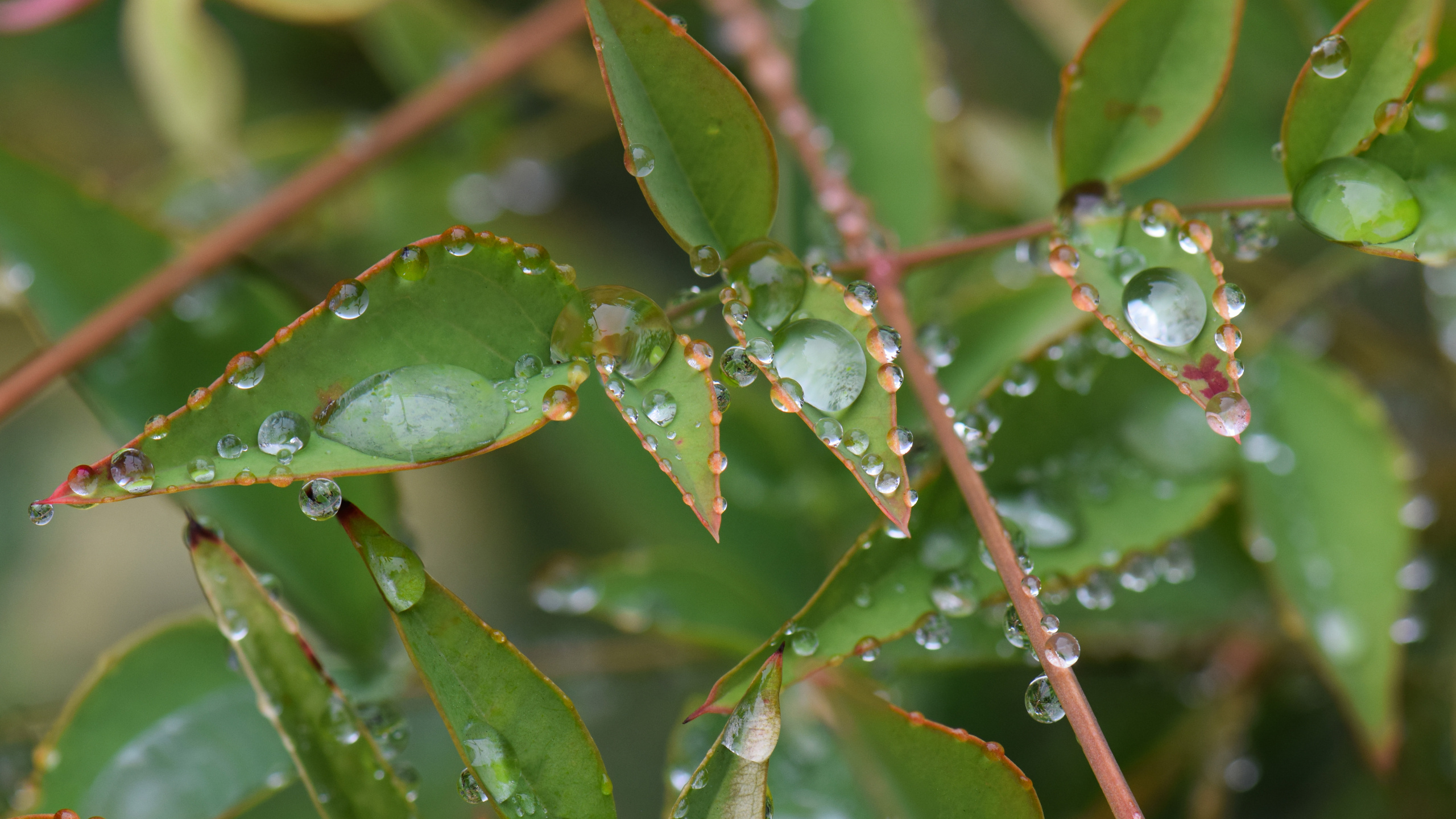 Обои лист, стебель растения, растение, вода, наземное растение в разрешении 2560x1440