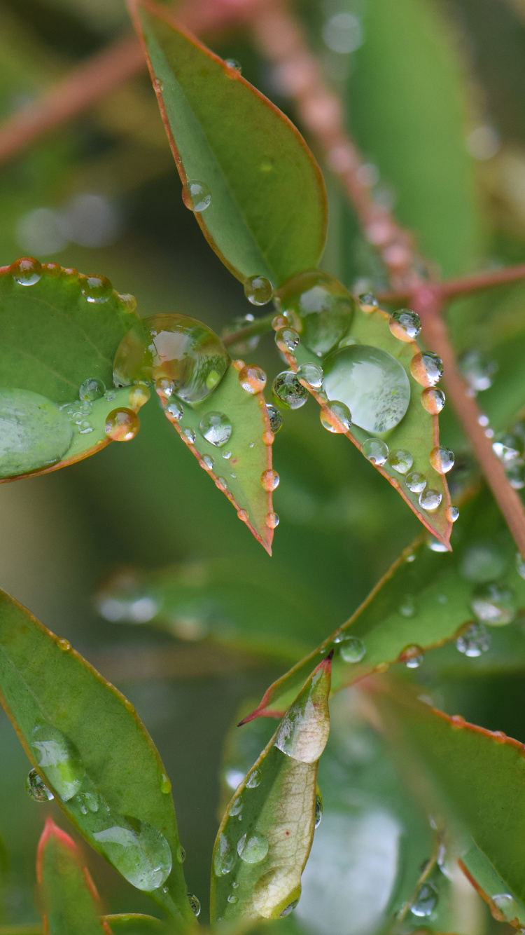 Обои лист, стебель растения, растение, вода, наземное растение в разрешении 750x1334