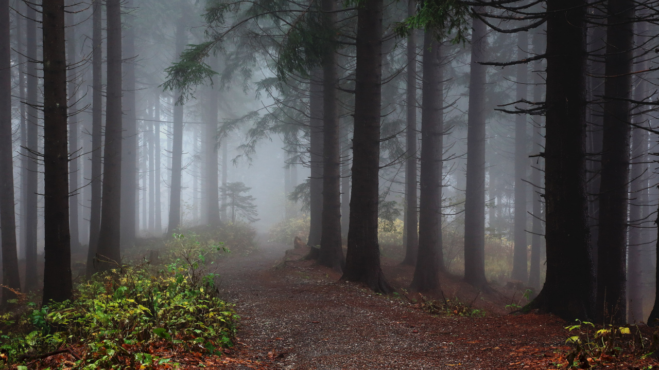 Обои лес, дерево, лесистая местность, дымка, хвойными лесами в разрешении 1280x720