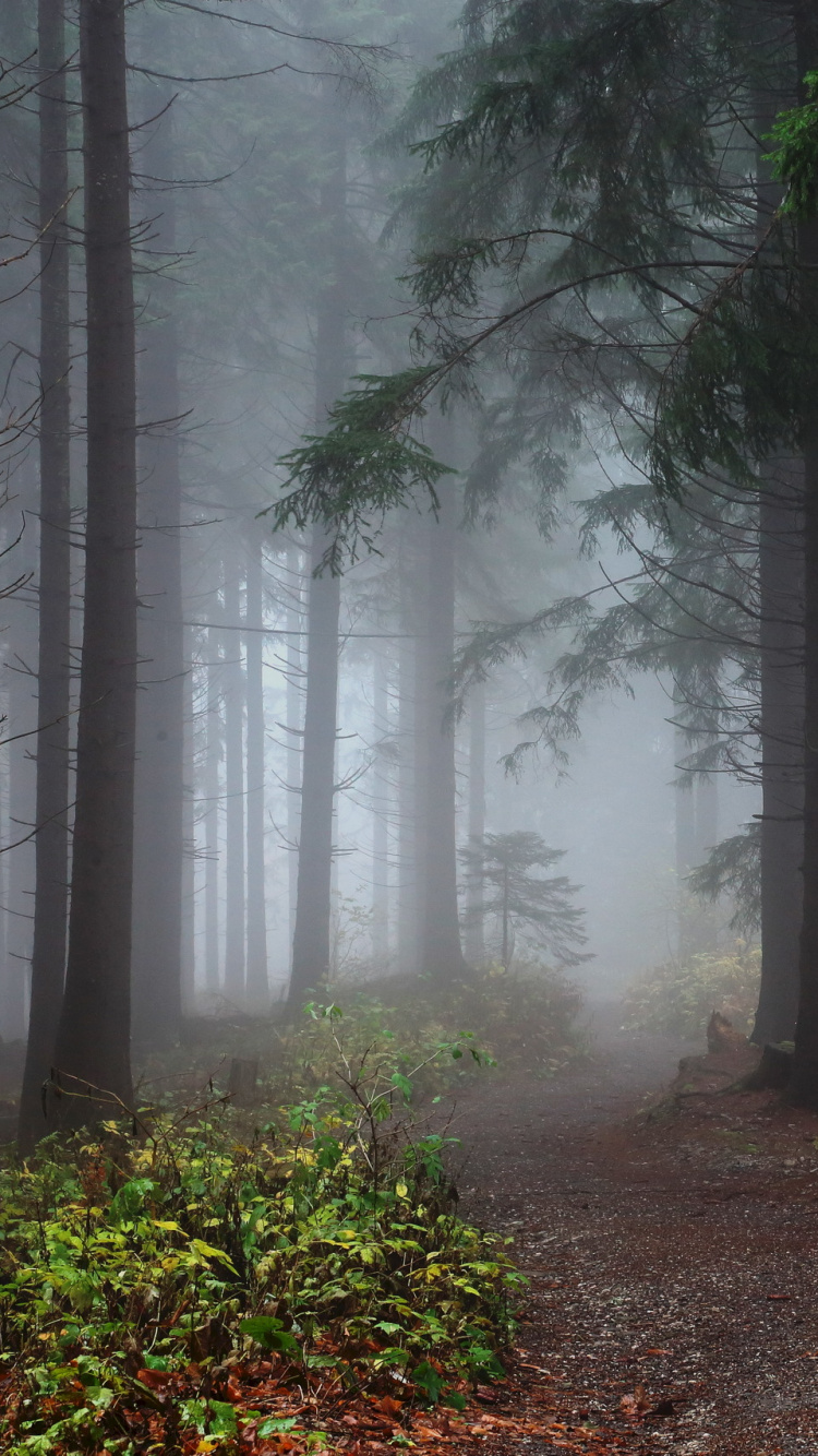 Обои лес, дерево, лесистая местность, дымка, хвойными лесами в разрешении 750x1334