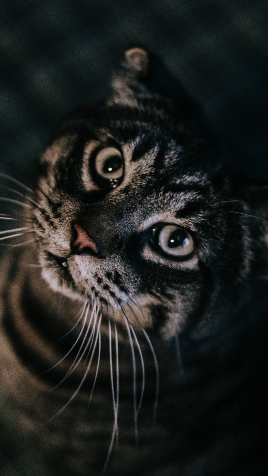 Обои британская короткошерстная, кот, черный, бакенбарды, черная кошка в разрешении 1080x1920