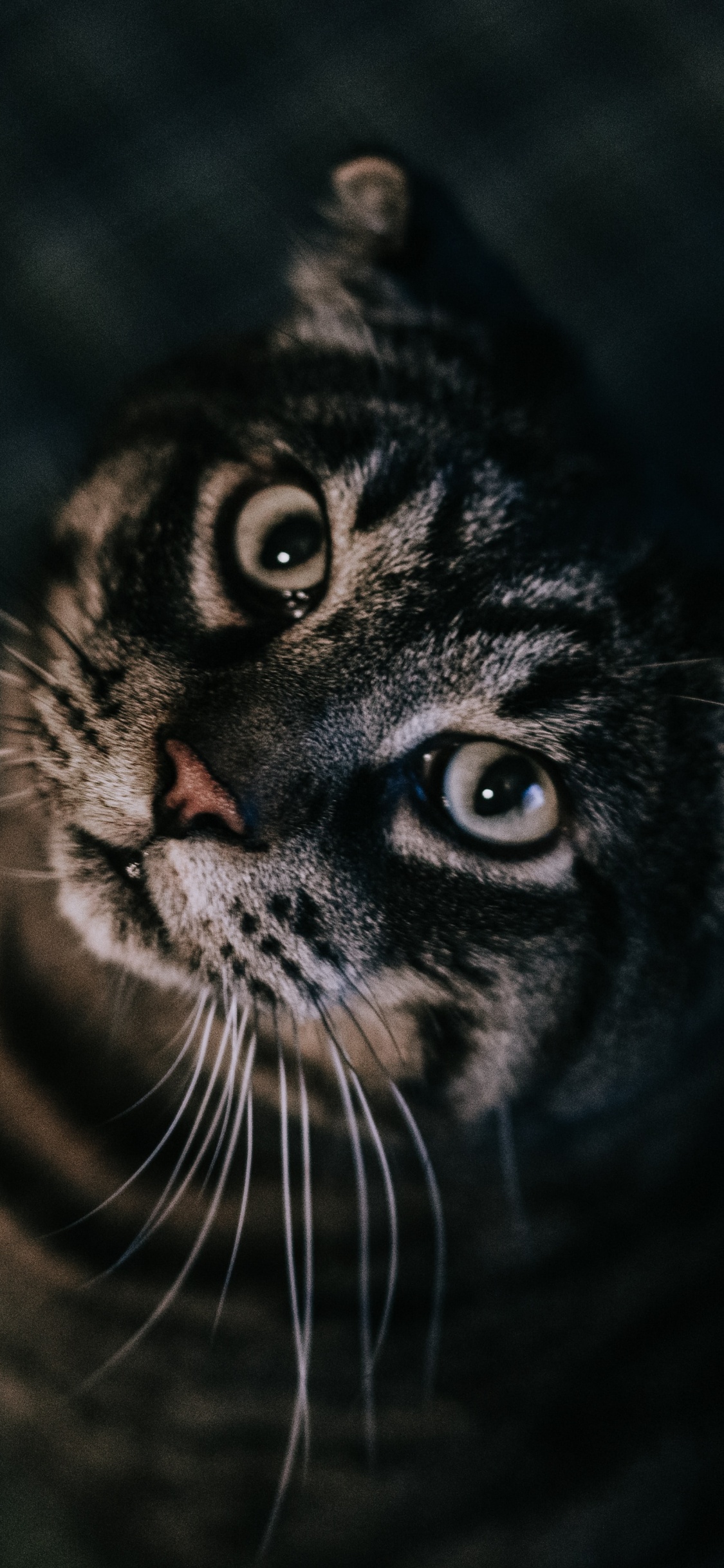 Обои британская короткошерстная, кот, черный, бакенбарды, черная кошка в разрешении 1125x2436