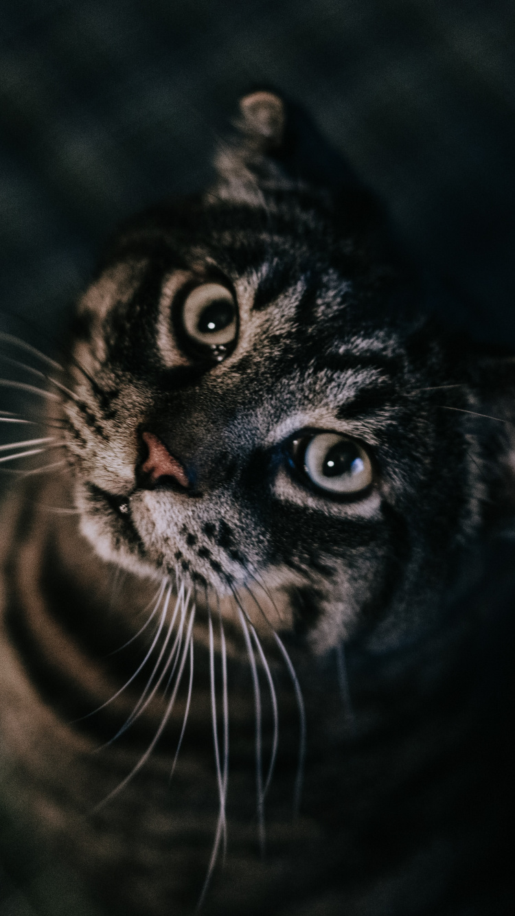 Обои британская короткошерстная, кот, черный, бакенбарды, черная кошка в разрешении 750x1334