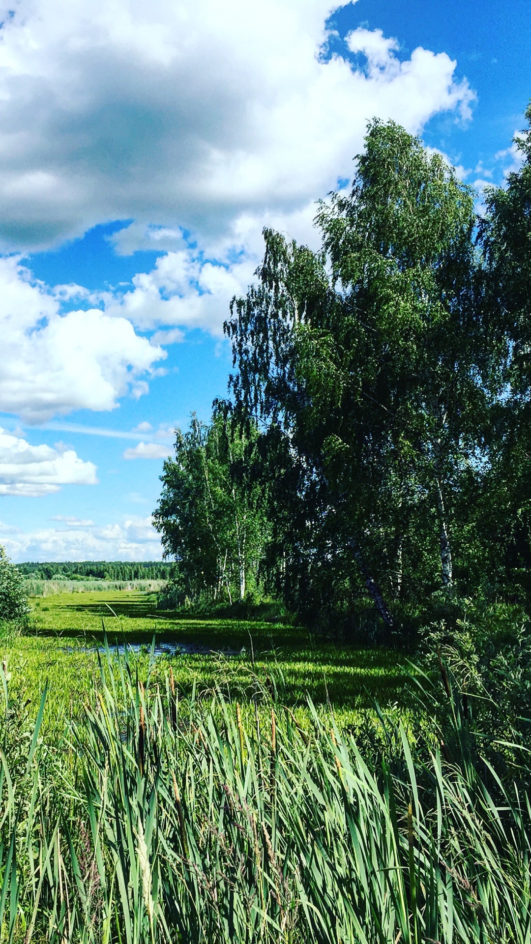 Обои сенокосное угодье, растительность, природа, луг, экосистема в разрешении 1080x1920