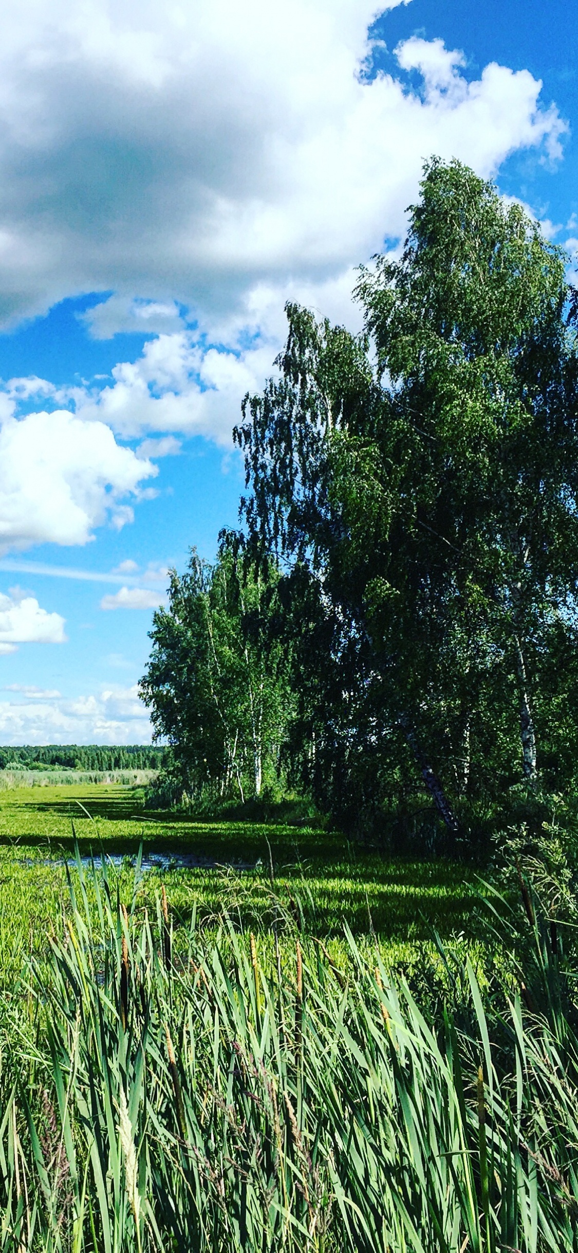 Обои сенокосное угодье, растительность, природа, луг, экосистема в разрешении 1125x2436