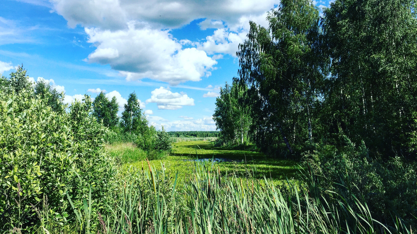 Обои сенокосное угодье, растительность, природа, луг, экосистема в разрешении 1366x768