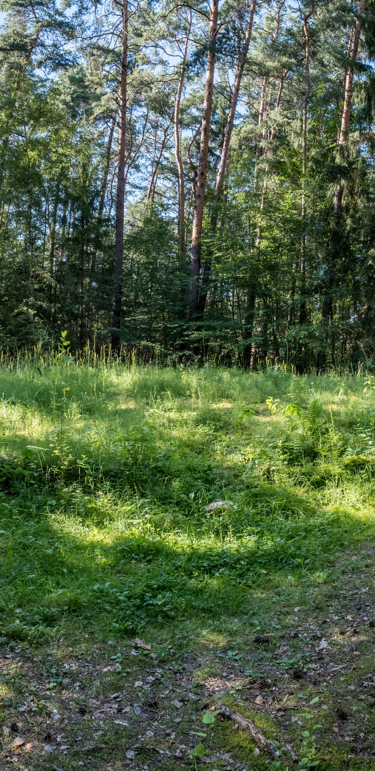 Обои растительность, природа, окружающая среда, природный ландшафт, растительное сообщество в разрешении 1440x2960