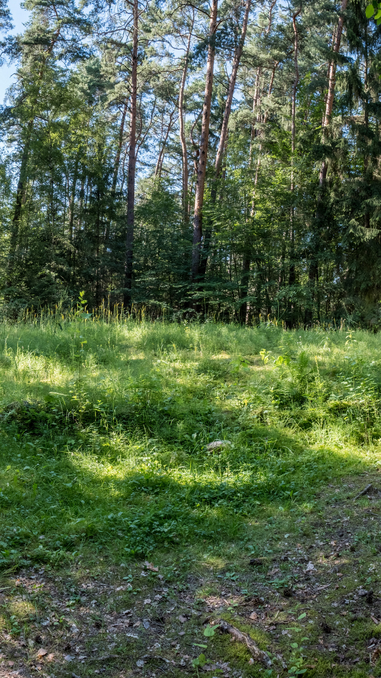 Обои растительность, природа, окружающая среда, природный ландшафт, растительное сообщество в разрешении 750x1334