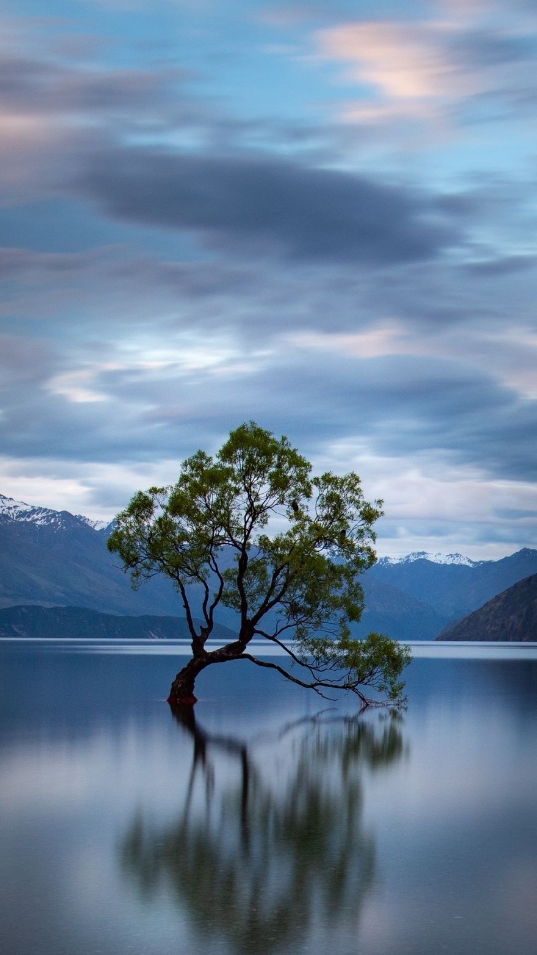 Обои дерево, ветвь, облако, вода, атмосфера в разрешении 1080x1920