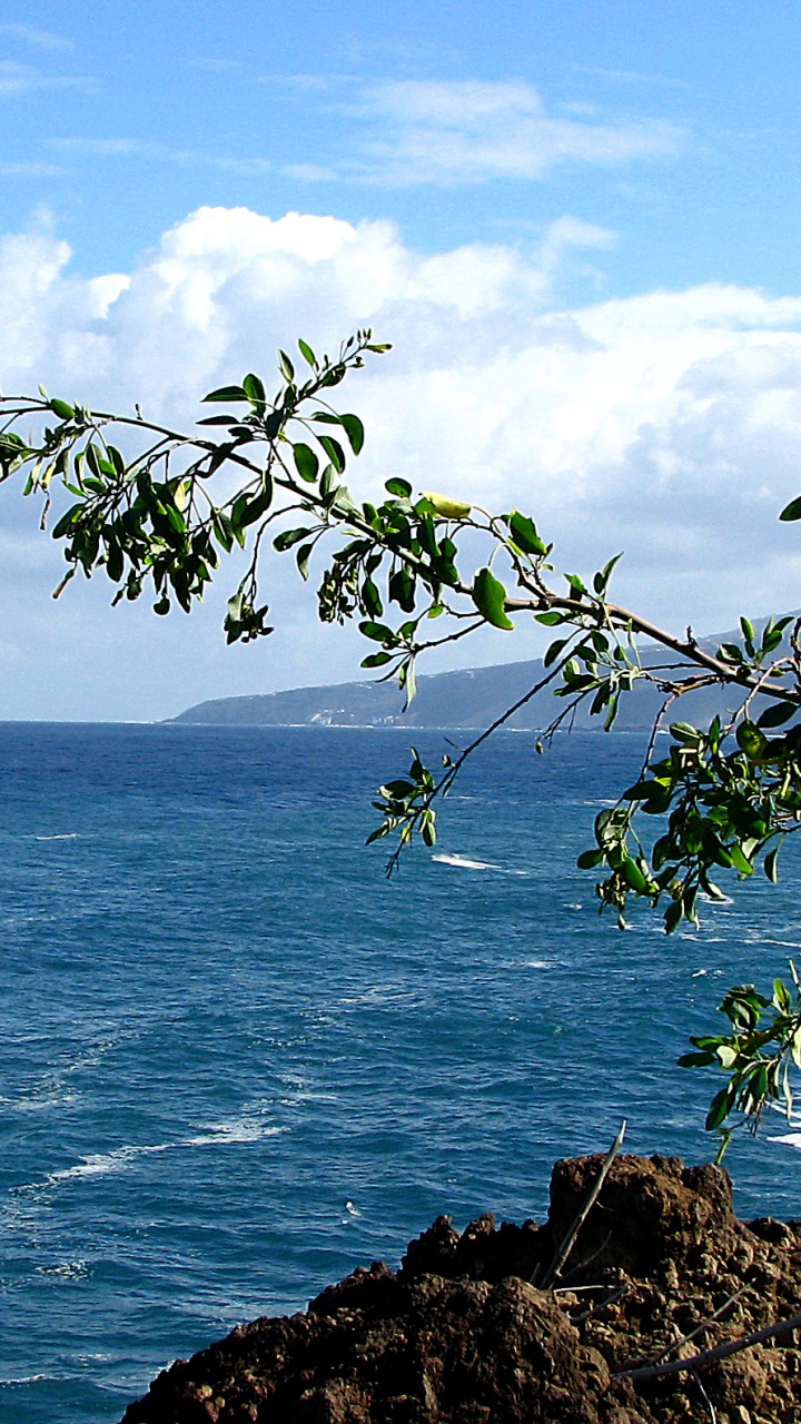Обои море, Тенерифе, побережье, океан, дерево в разрешении 720x1280