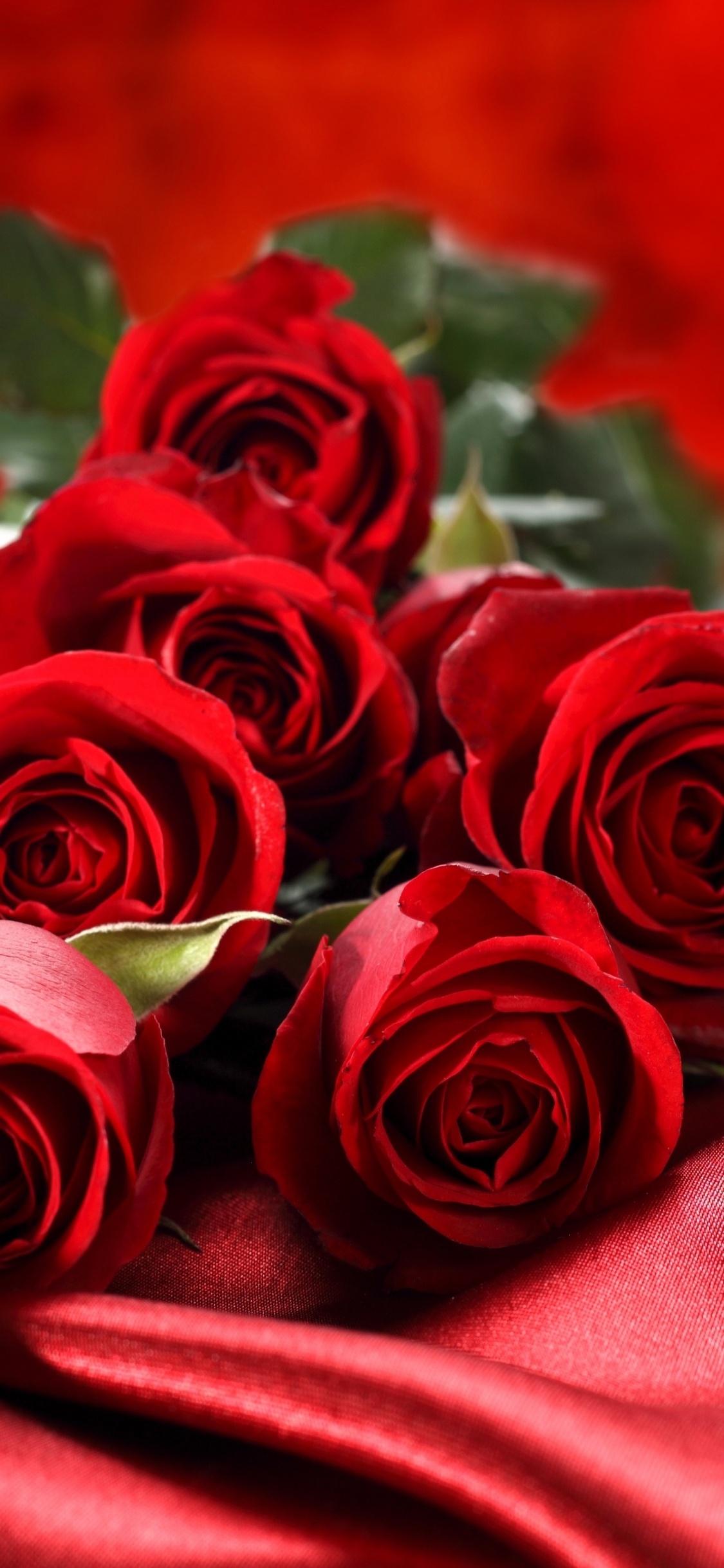 Обои Роза, цветочный букет, сад роз, красный цвет, семья Роуз в разрешении 1125x2436