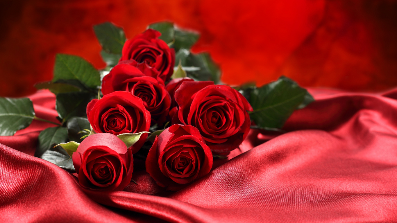 Обои Роза, цветочный букет, сад роз, красный цвет, семья Роуз в разрешении 1366x768