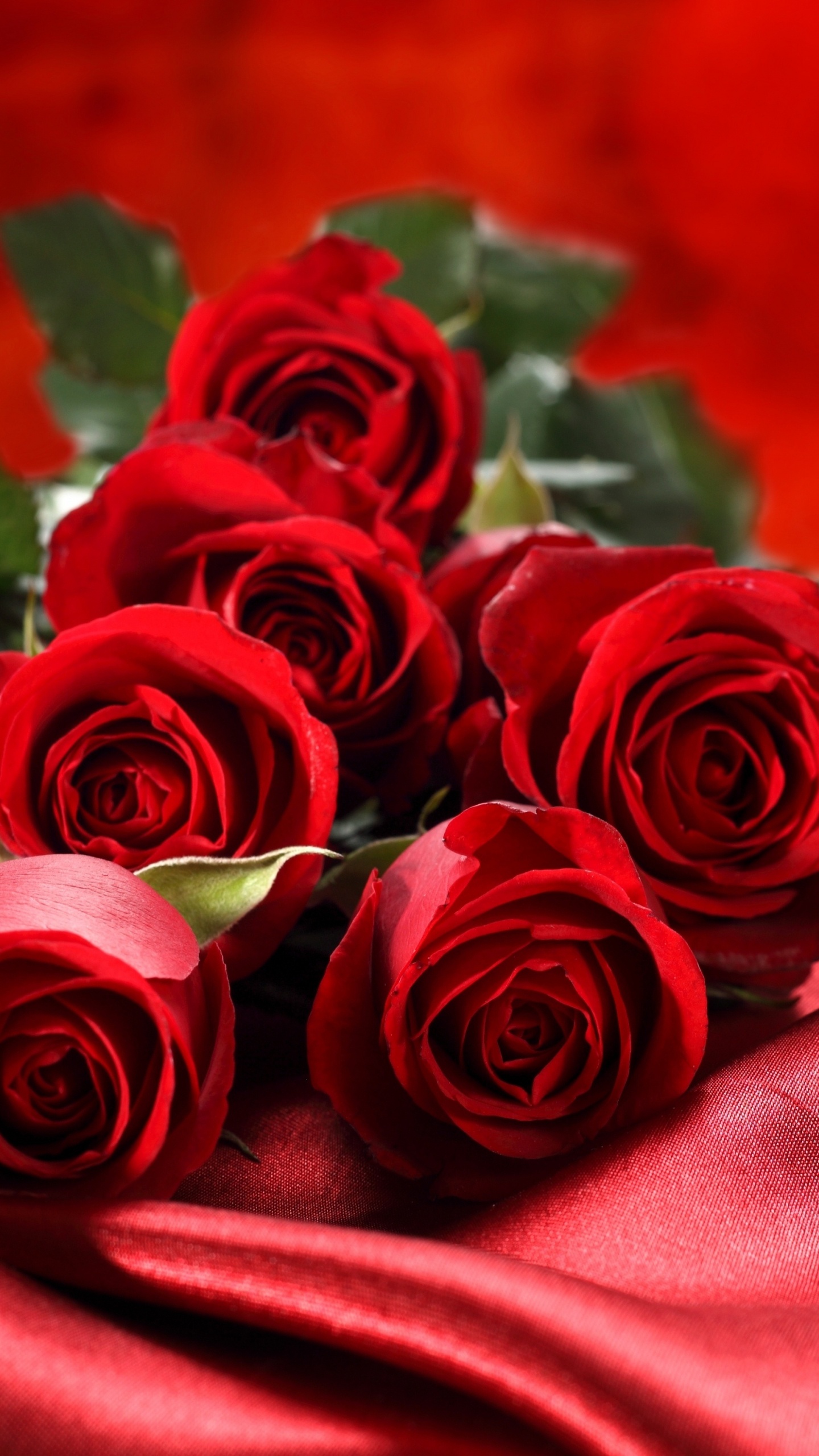 Обои Роза, цветочный букет, сад роз, красный цвет, семья Роуз в разрешении 1440x2560