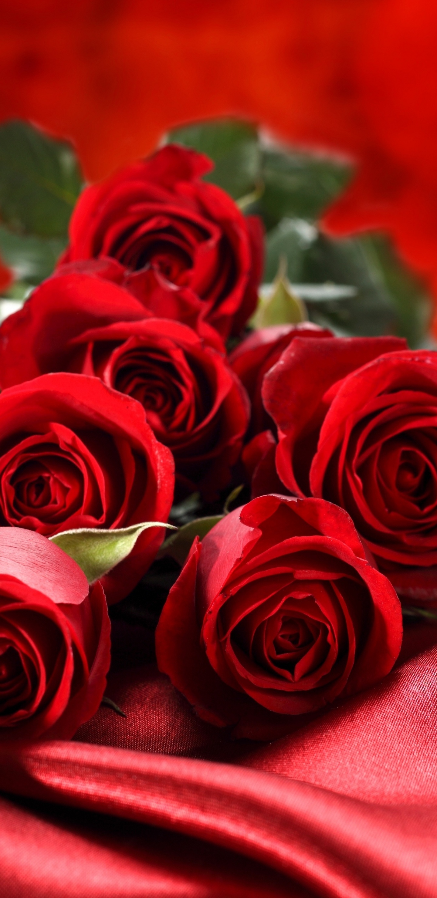 Обои Роза, цветочный букет, сад роз, красный цвет, семья Роуз в разрешении 1440x2960