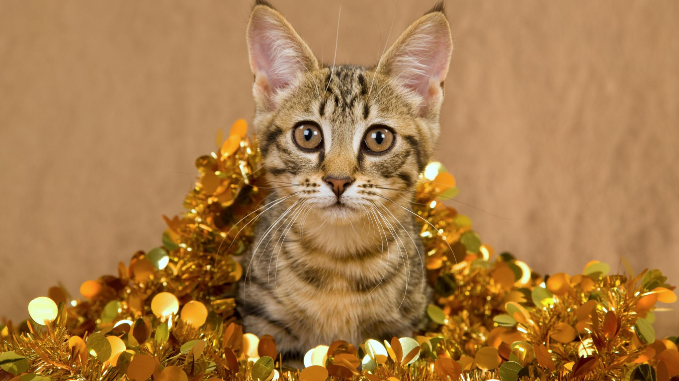 Обои котенок, полосатый кот, кошачьих, фауна, млекопитающее в разрешении 1366x768