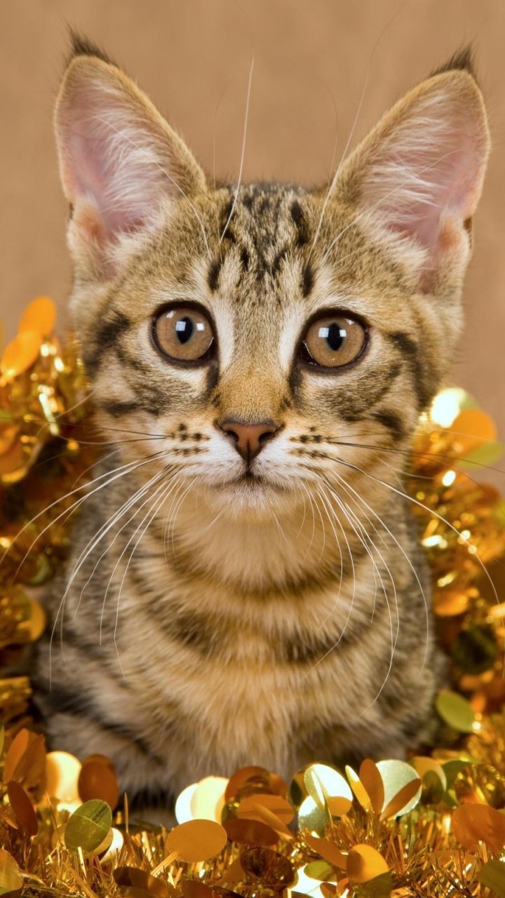 Обои котенок, полосатый кот, кошачьих, фауна, млекопитающее в разрешении 720x1280