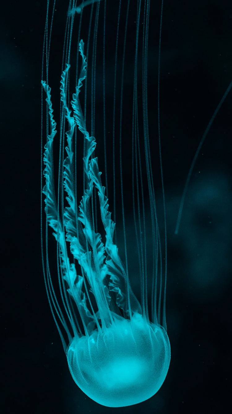 Обои Медуза, свет, электрик, биолюминесценция, Аква в разрешении 750x1334