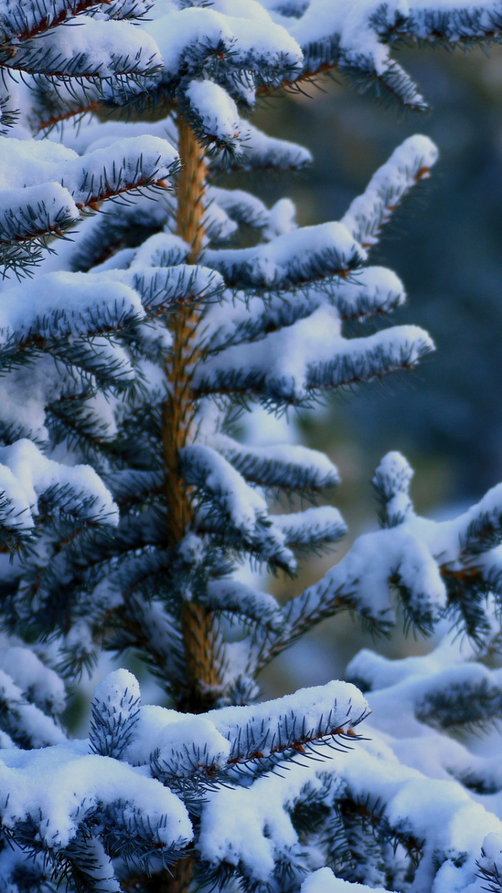 Обои зима, снег, дерево, ветвь, мороз в разрешении 720x1280