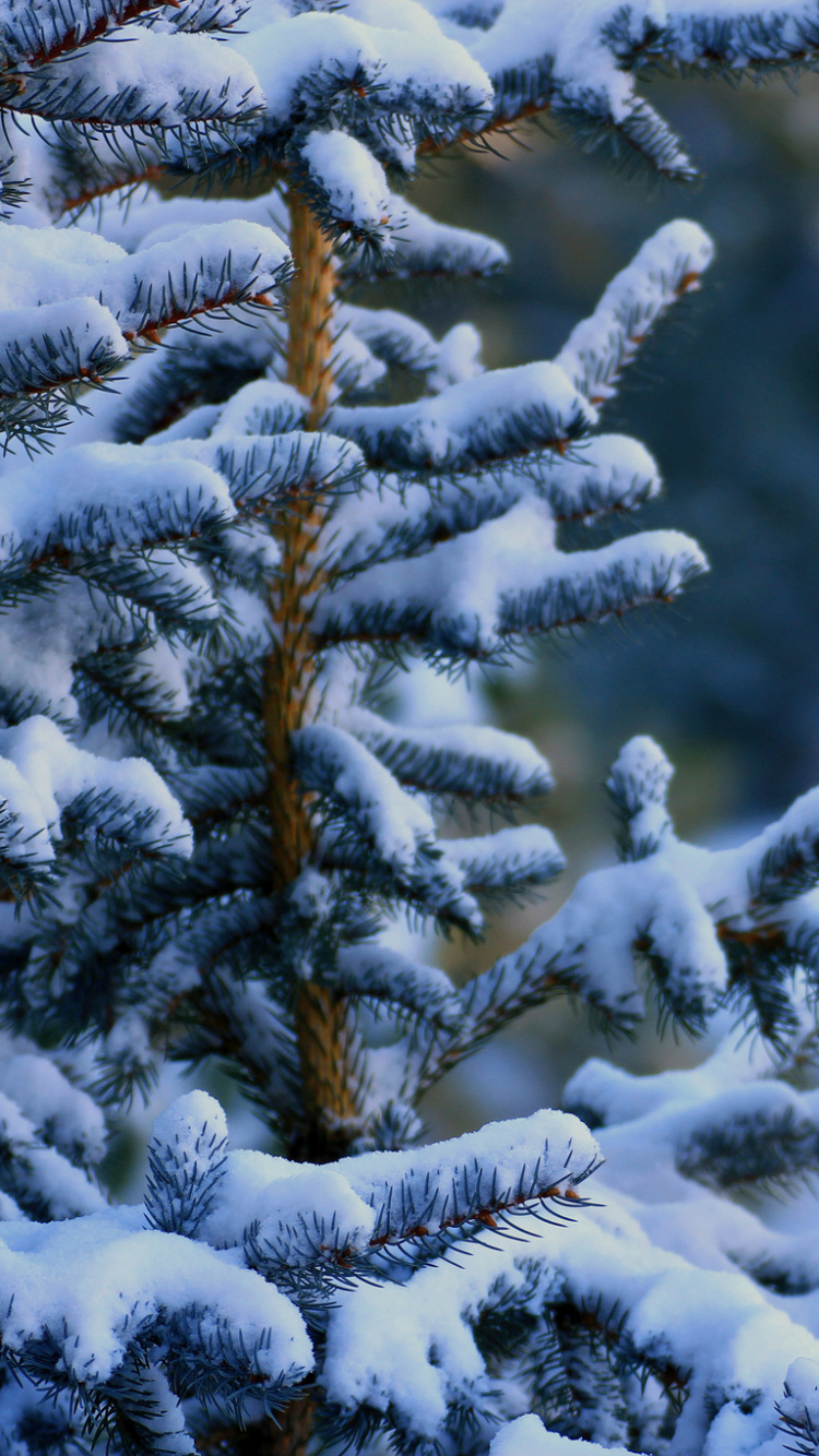 Обои зима, снег, дерево, ветвь, мороз в разрешении 750x1334