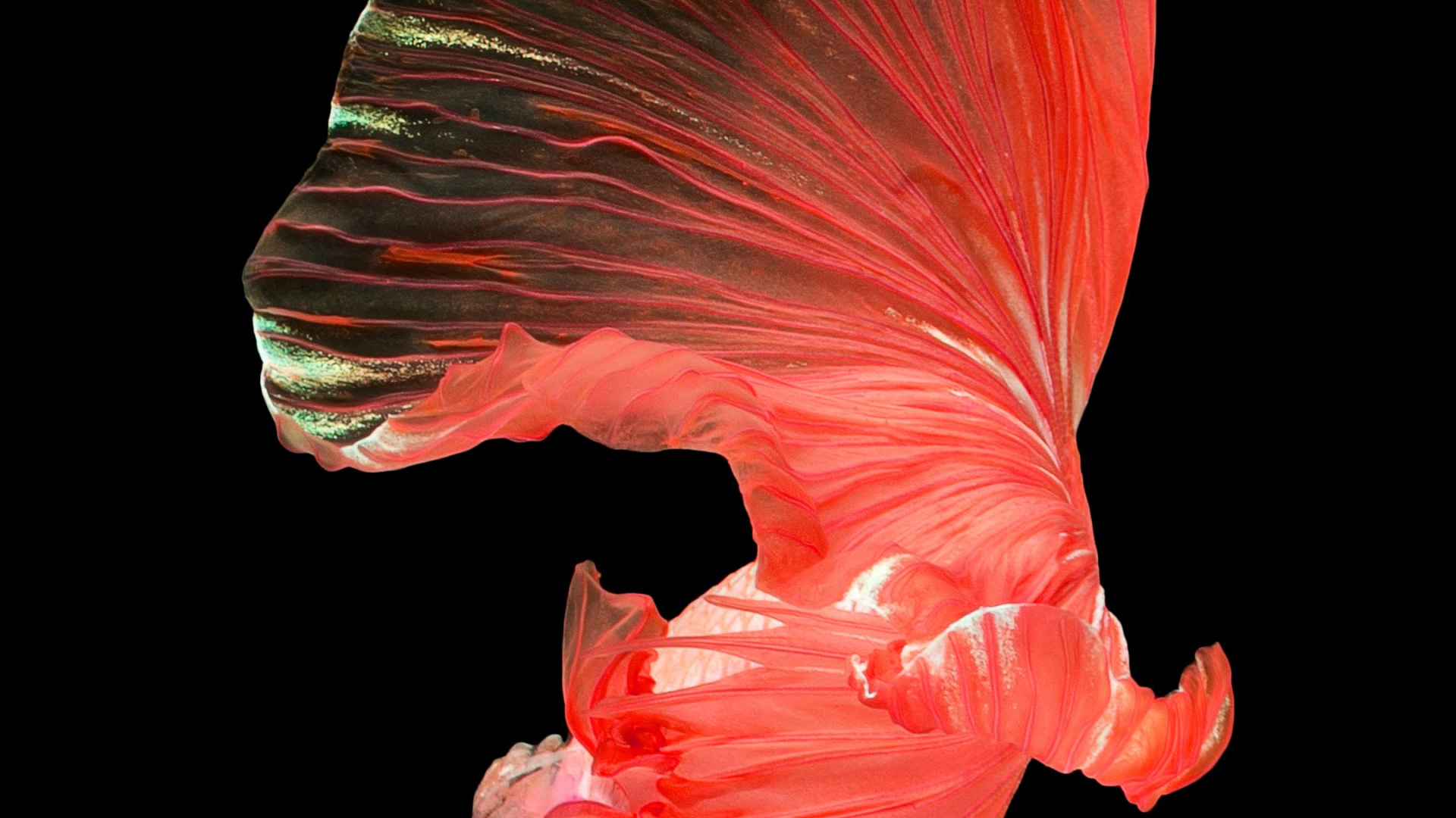 Обои Huawei, Huawei Nova, Huawei Nova 4, смартфон, huawei nova 4e в разрешении 1920x1080