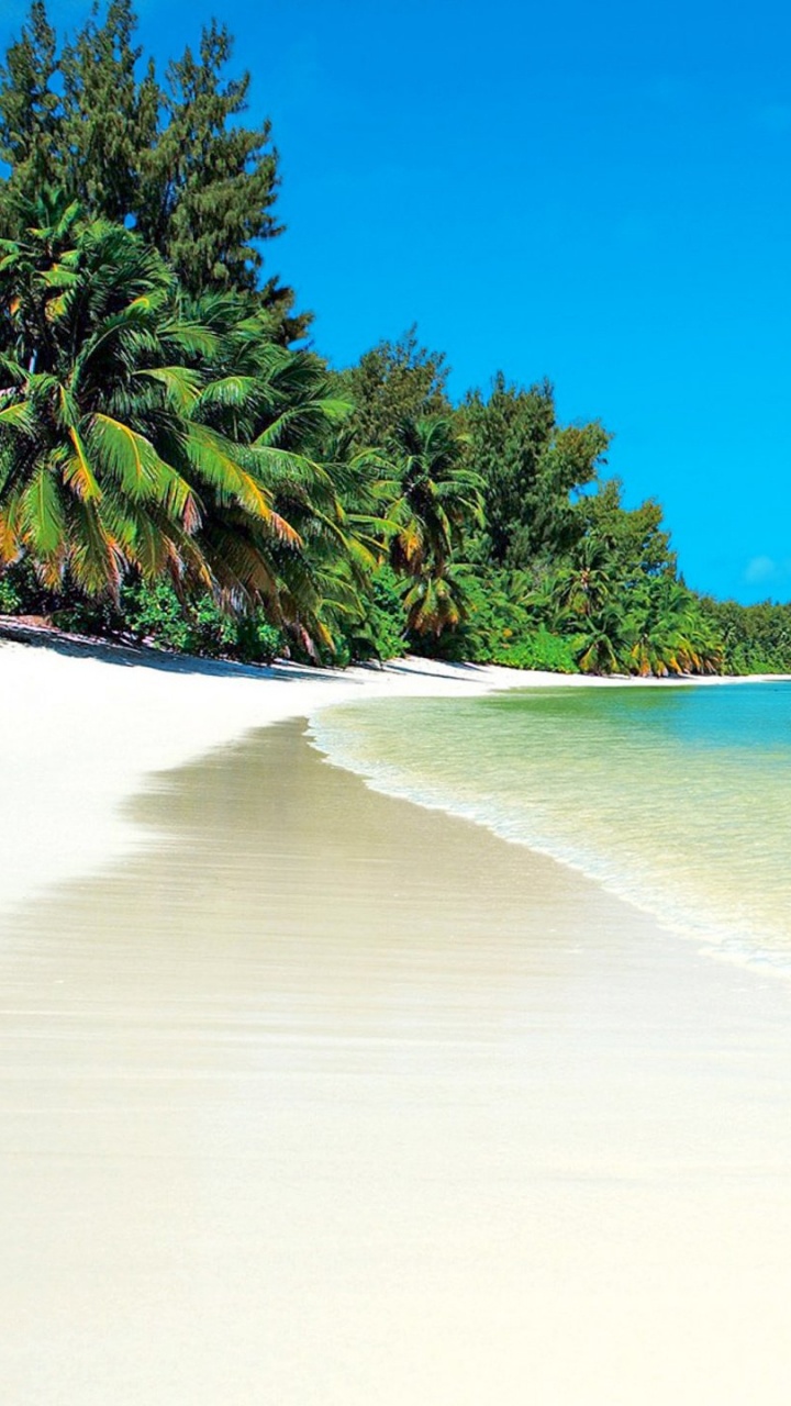 Обои пляж, море, водоем, тропическая зона, берег в разрешении 720x1280