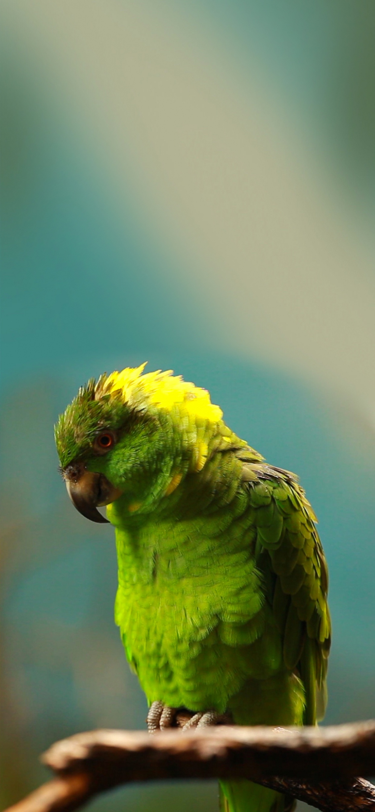 Обои волнистый попугайчик, Правда попугай, Ара, длиннохвостый попугай, попугай в разрешении 1242x2688