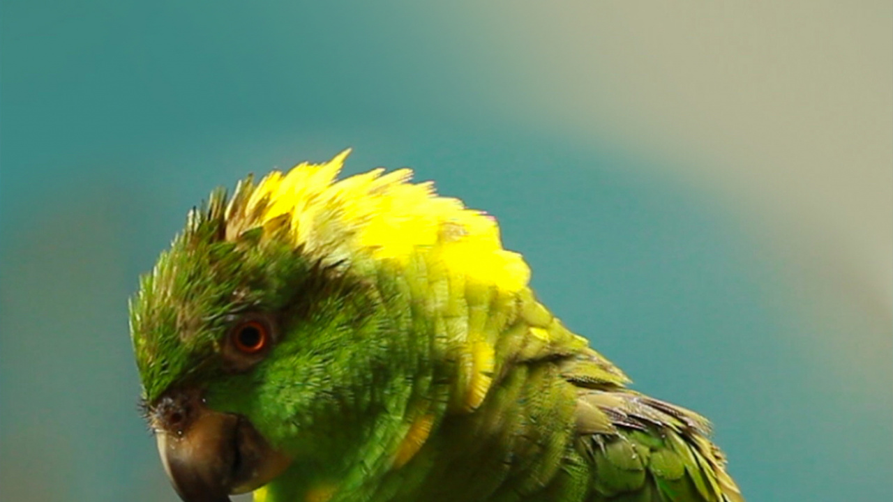 Обои волнистый попугайчик, Правда попугай, Ара, длиннохвостый попугай, попугай в разрешении 1280x720