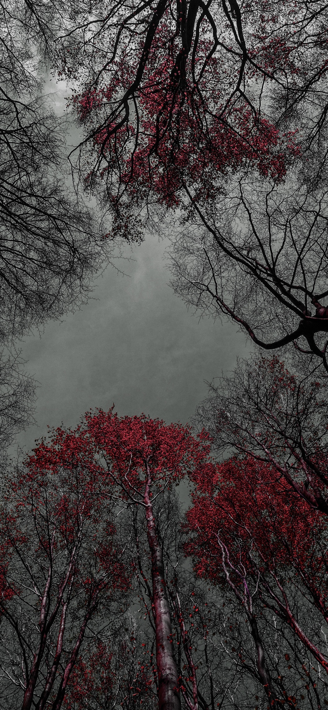 Обои дерево, цветок, вода, природный ландшафт, прут в разрешении 1125x2436