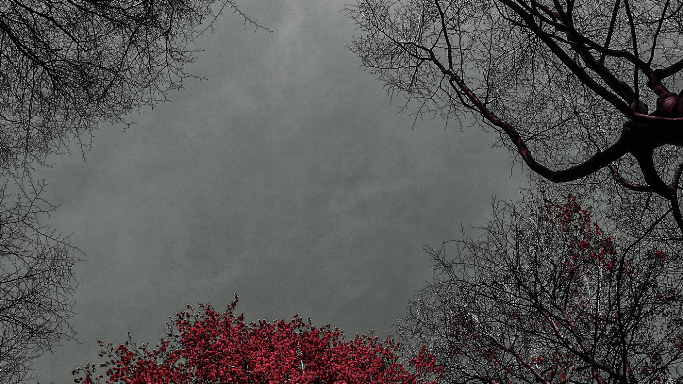 Обои дерево, цветок, вода, природный ландшафт, прут в разрешении 1366x768