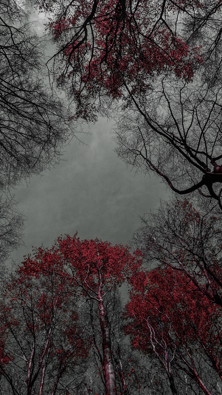 Обои дерево, цветок, вода, природный ландшафт, прут в разрешении 720x1280