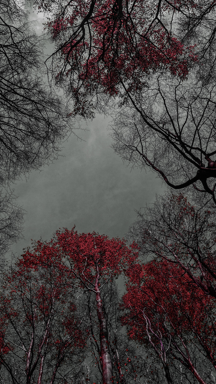 Обои дерево, цветок, вода, природный ландшафт, прут в разрешении 750x1334