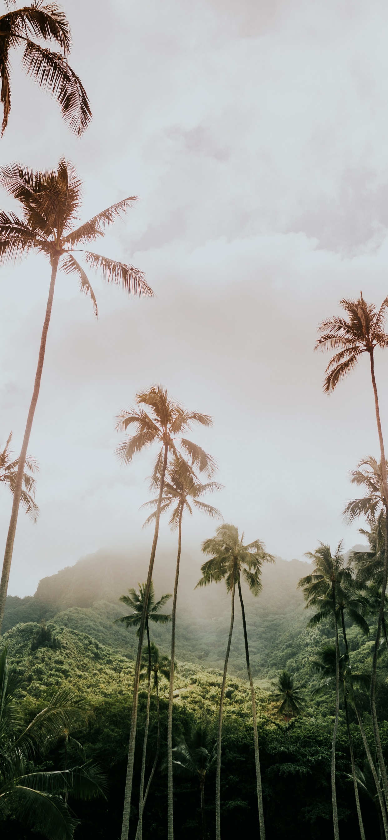 Обои Низкий угол выстрел, Пальмоцветные, растительность, дерево, древесные растения в разрешении 1242x2688