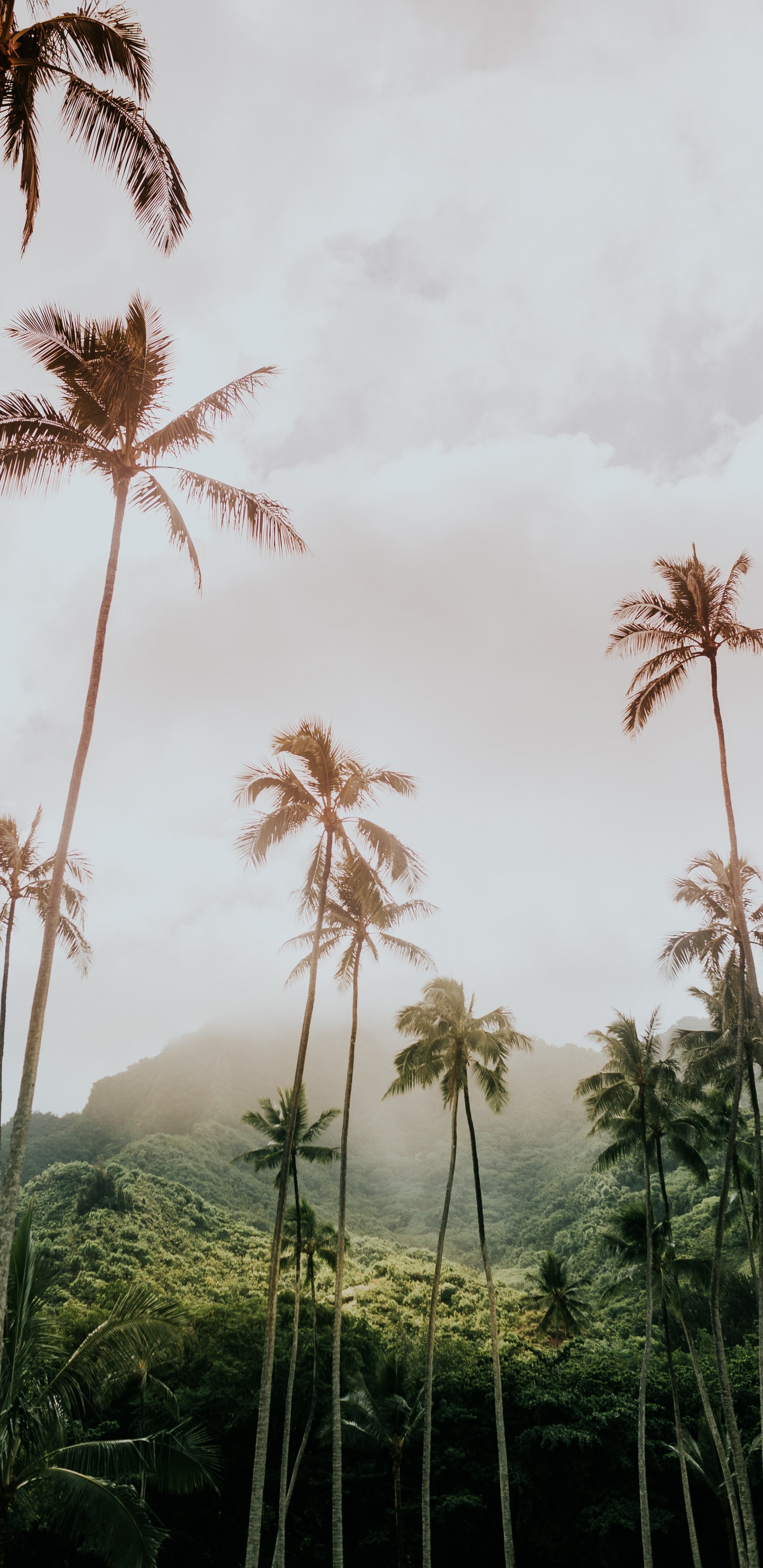 Обои Низкий угол выстрел, Пальмоцветные, растительность, дерево, древесные растения в разрешении 1440x2960